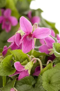 viola odorata P9 - afbeelding 4