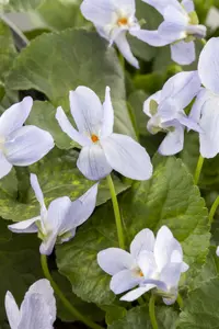 viola odorata P9 - afbeelding 5