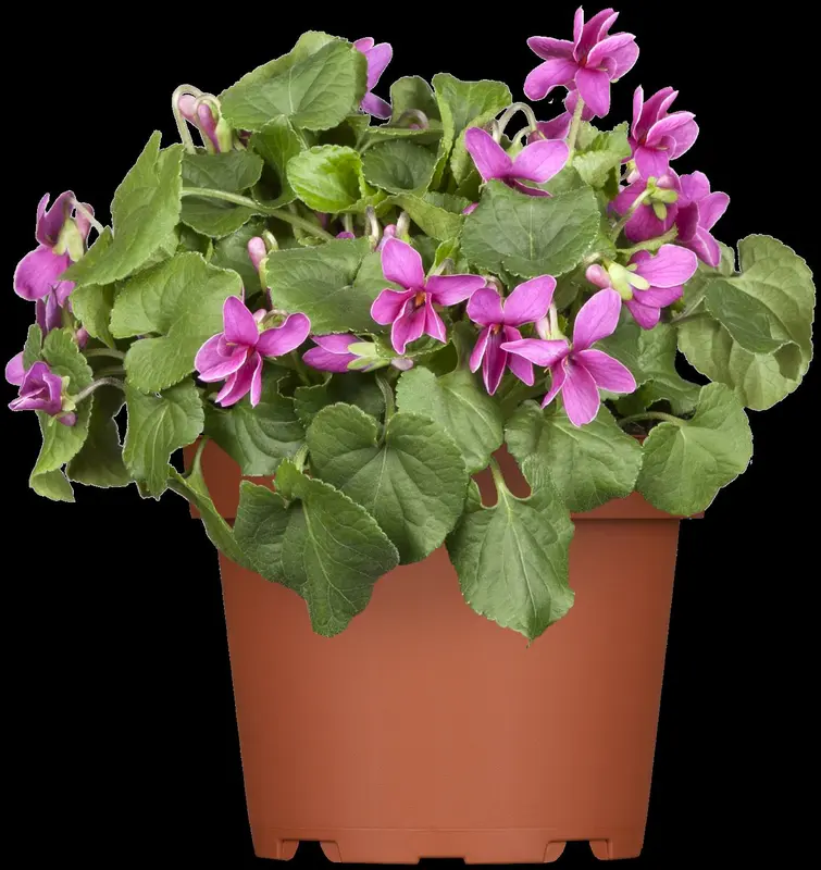 viola odorata P9 - afbeelding 2