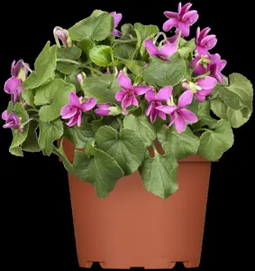 viola odorata P9 - afbeelding 2