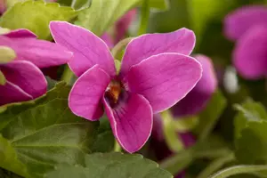 viola odorata P9 - afbeelding 3