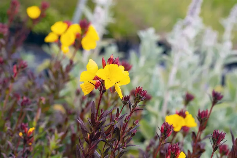 Oenothera frut. 'Fyrverkeri' (fireworks) P9 - afbeelding 1