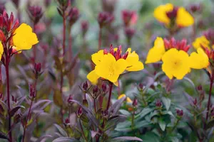Oenothera frut. 'Fyrverkeri' (fireworks) P9 - afbeelding 5