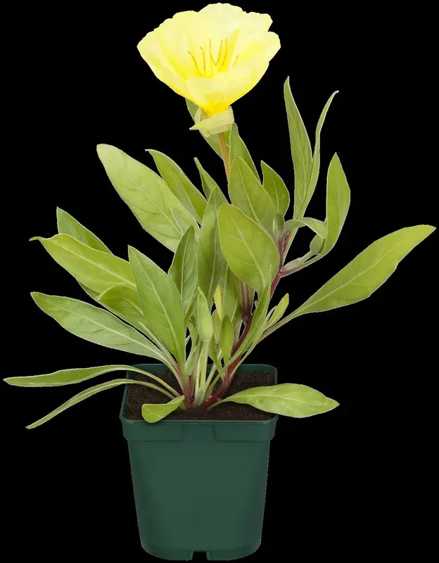 macrocarpa - afbeelding 7