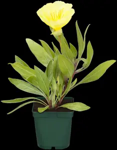 macrocarpa - afbeelding 7