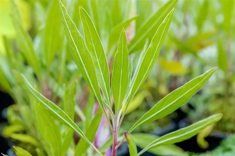macrocarpa - afbeelding 10