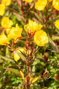 Oenothera pilosella 'Yella Fella' P9 - afbeelding 2