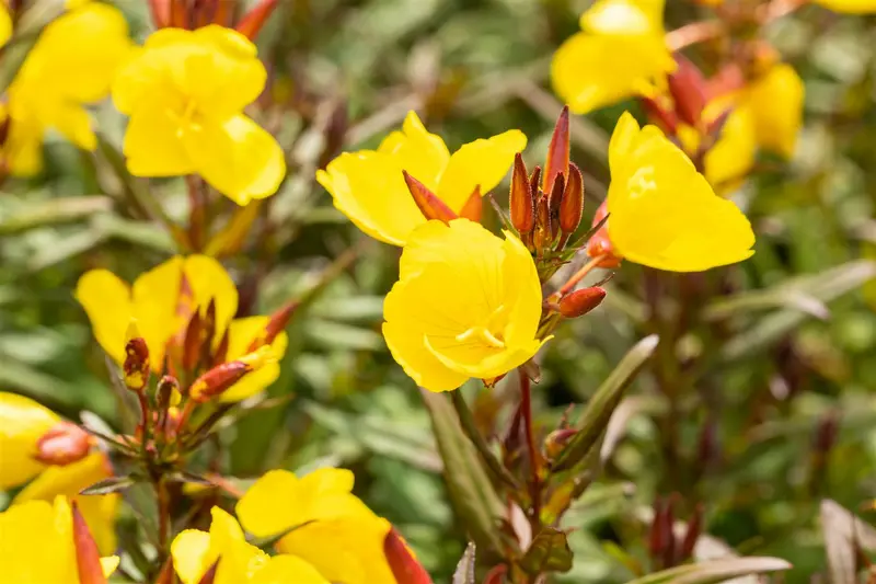Oenothera pilosella 'Yella Fella' P9 - afbeelding 3