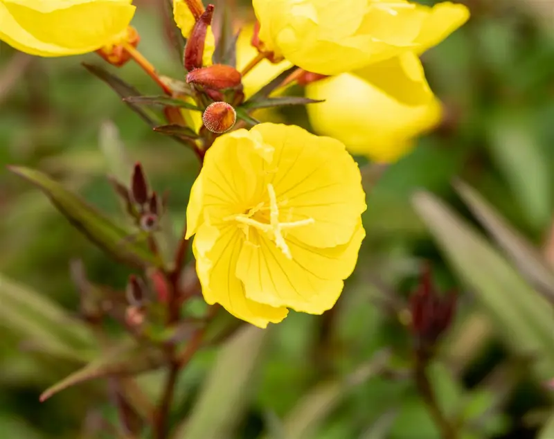Oenothera pilosella 'Yella Fella' P9 - afbeelding 1