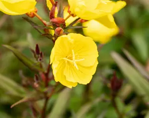 Oenothera pilosella 'Yella Fella' P9 - afbeelding 1