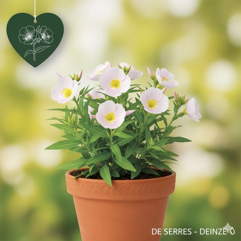 Oenothera speciosa P9