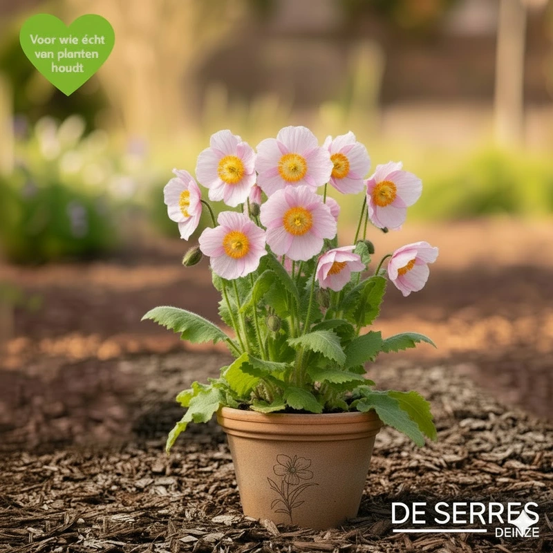 Oenothera speciosa 'Siskiyou' P9