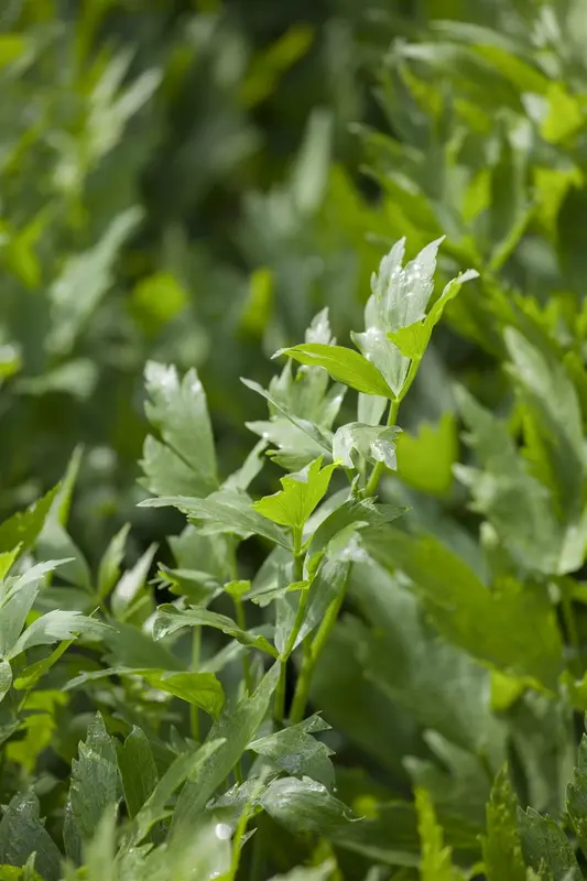 officinale - afbeelding 2