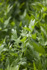 officinale - afbeelding 2