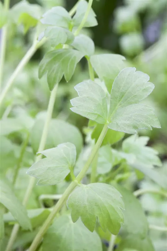 officinale - afbeelding 5