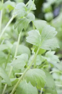 officinale - afbeelding 5