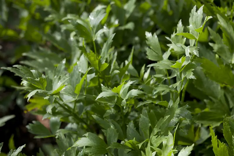 officinale - afbeelding 1