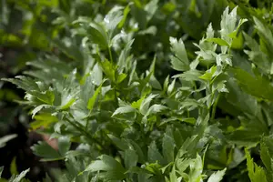 officinale - afbeelding 10