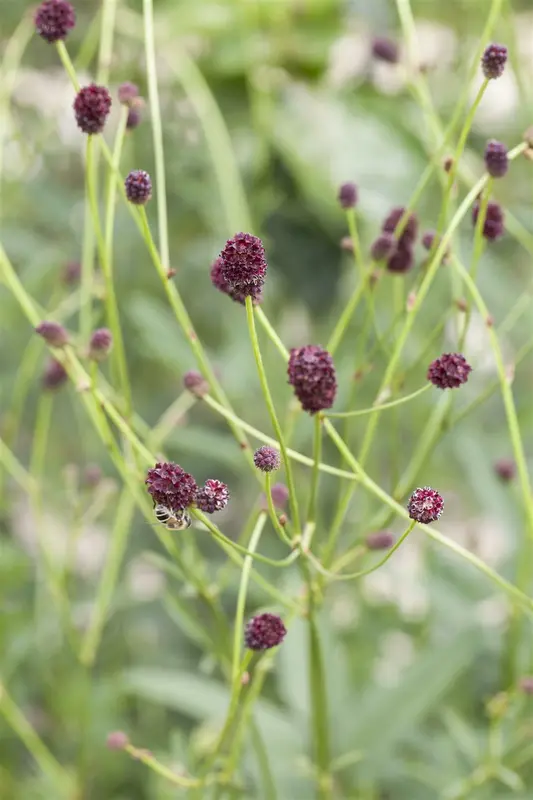 officinalis - afbeelding 1