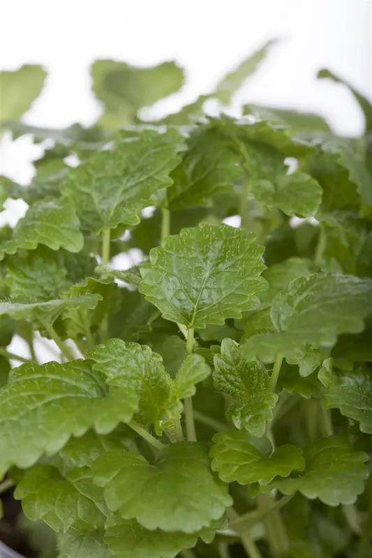 officinalis - afbeelding 5