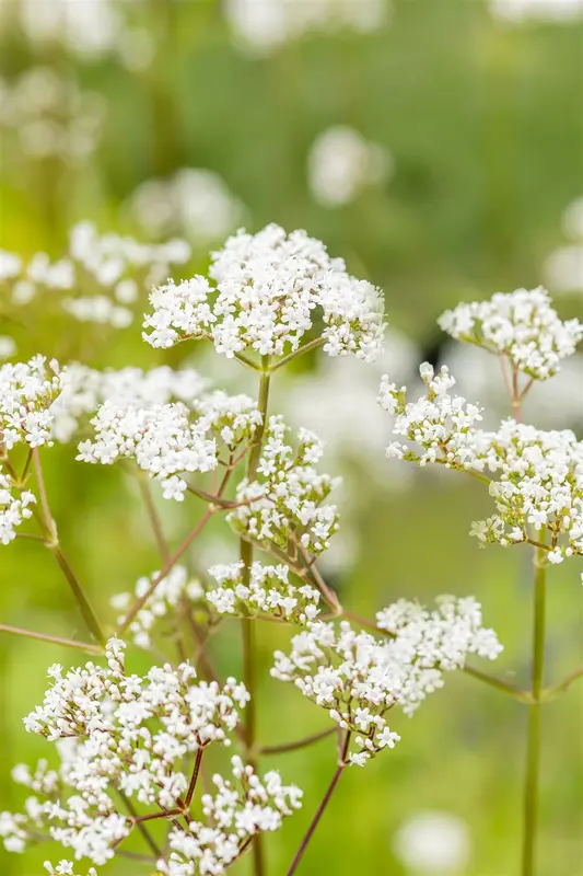 officinalis - afbeelding 5