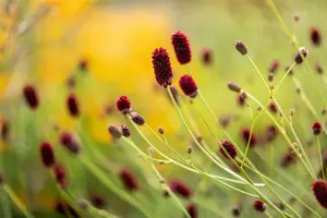 officinalis - afbeelding 2
