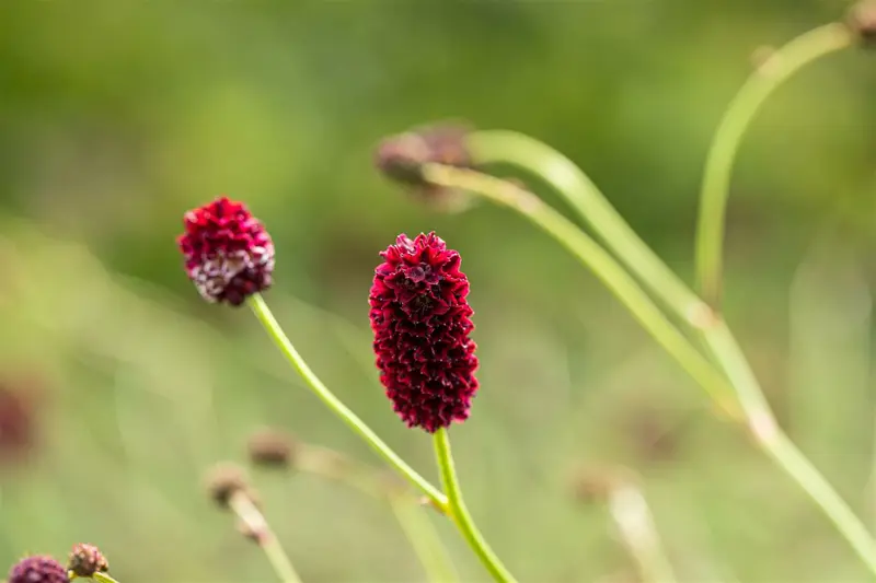 officinalis - afbeelding 5