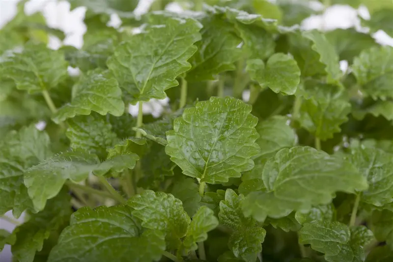 officinalis - afbeelding 4