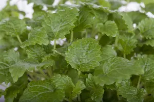 officinalis - afbeelding 4