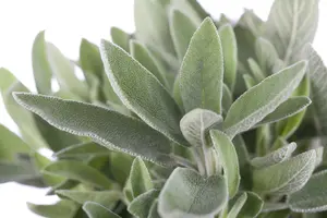 officinalis - afbeelding 10