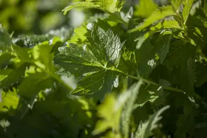 officinalis - afbeelding 10
