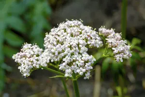officinalis - afbeelding 3