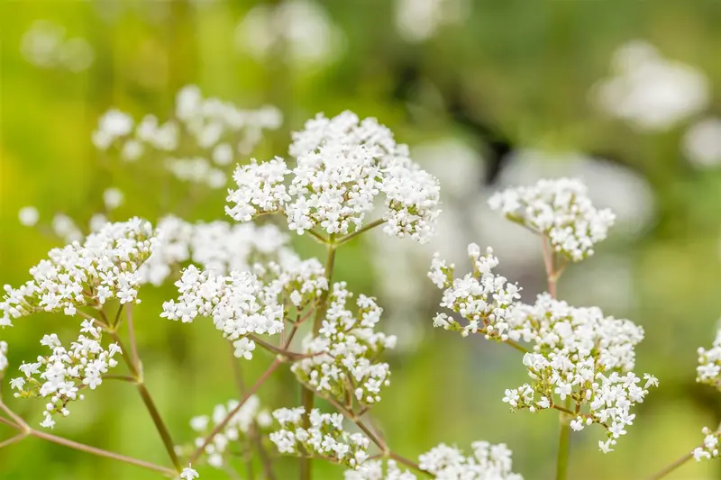 officinalis - afbeelding 4