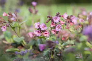pulmonaria officinalis P9 - afbeelding 5