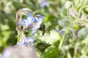 borago officinalis P9 - afbeelding 5
