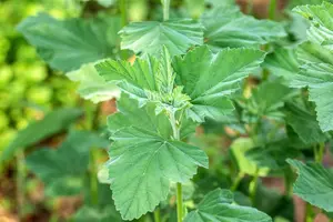 Althaea officinalis P9 - afbeelding 3