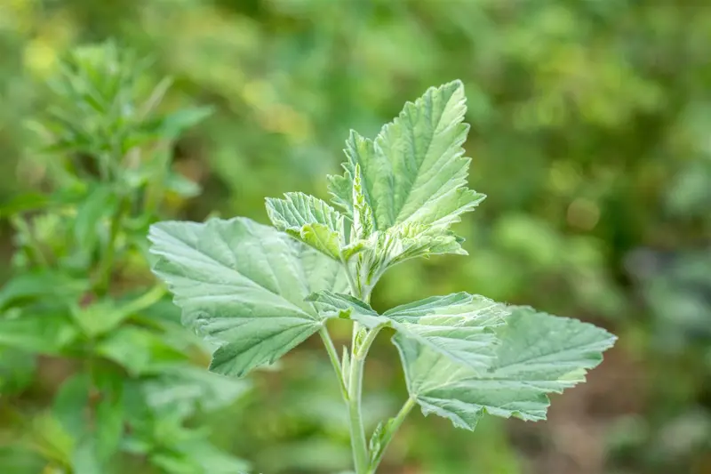 Althaea officinalis P9 - afbeelding 3