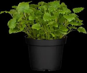 officinalis - afbeelding 10