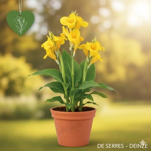 Canna 'Oiseau d´Or'