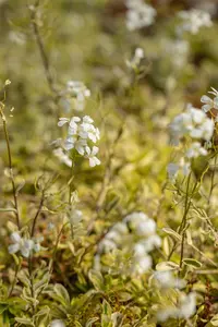 arabis ferd.-coburgii 'old gold' P9 - afbeelding 2