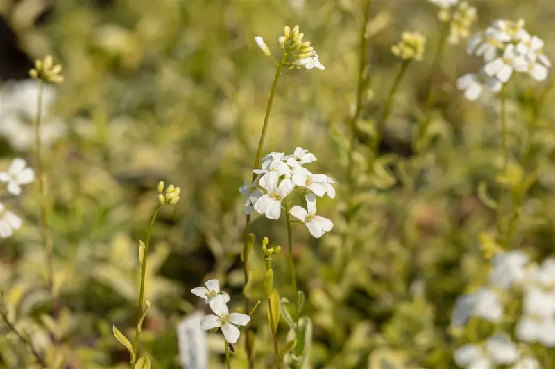 arabis ferd.-coburgii 'old gold' P9 - afbeelding 5