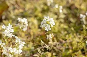 arabis ferd.-coburgii 'old gold' P9 - afbeelding 5
