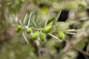Olea europaea C15 - afbeelding 3