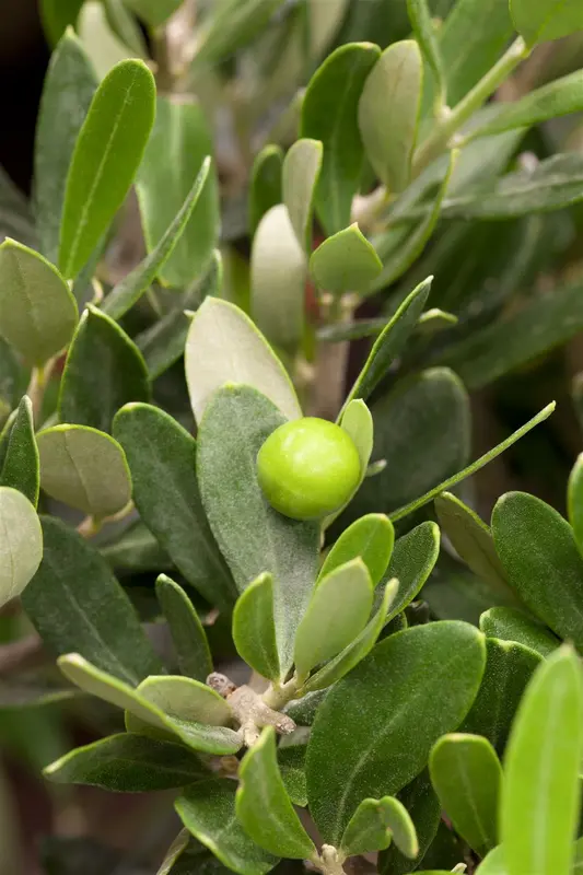 Olea europaea OMTR/CIRC.:25/30 H170/+ - afbeelding 1