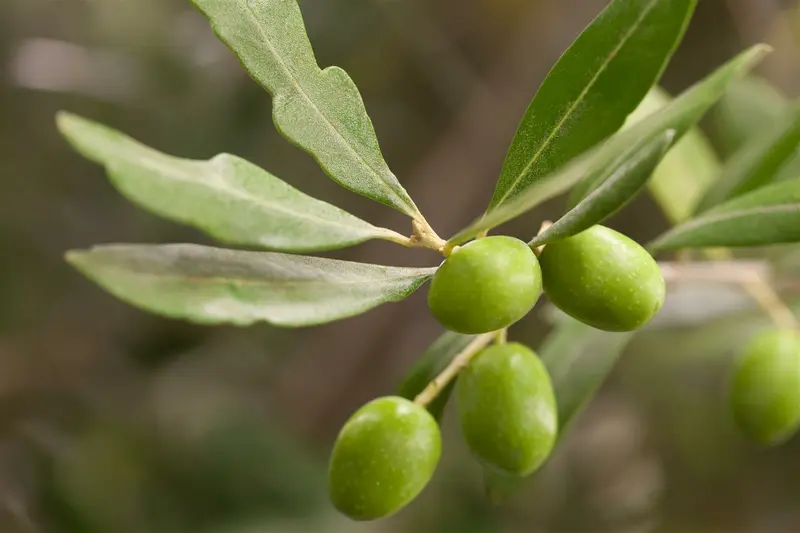 Olea europaea OMTR/CIRC.:40/50 H180/+ - afbeelding 4