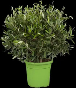 olea europaea omtr/circ.:60/80 h180/+ - afbeelding 5