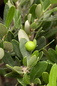 Olea europaea OP STAM C30