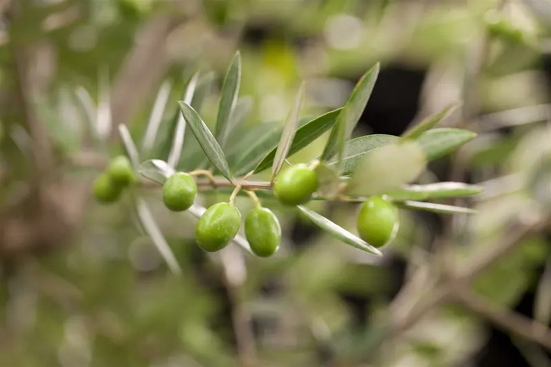 Olea europaea OP STAM C30 - afbeelding 3