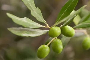 Olea europaea OP STAM C30 - afbeelding 4