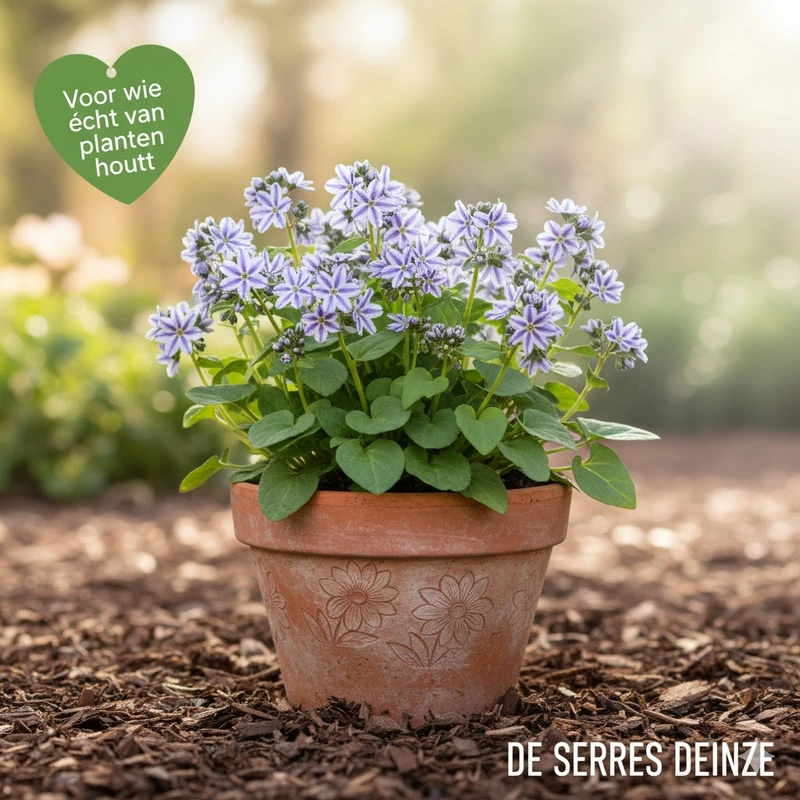 Omphalodes cappadocica 'Starry Eyes' P9